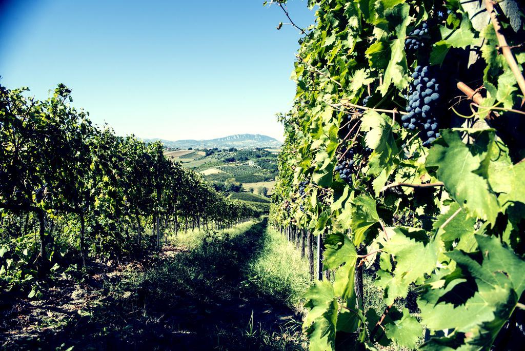 Vila Tenuta Santini Coriano Exteriér fotografie